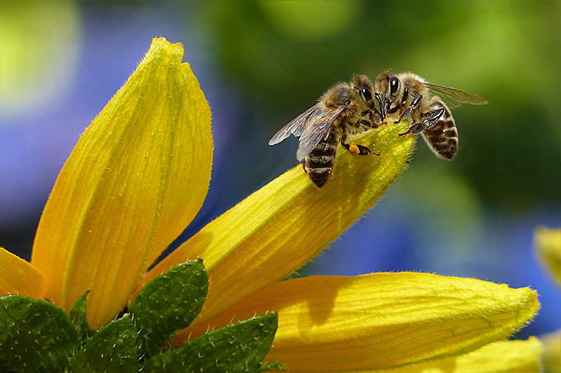 manuka-honey-bees