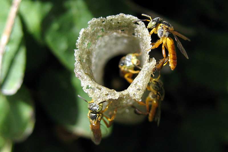 stingless-bees